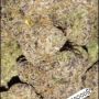 Ginoshit527