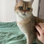 Mr_cookie