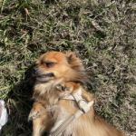 Mydogscutewhatsgood