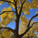 autumnfoxxy
