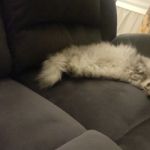 missmeow