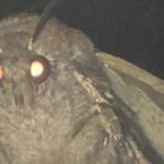 moth126