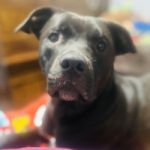 MJpuppy