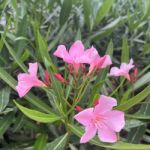 flowerbrooke