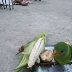 parrot