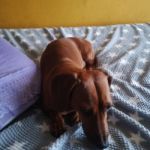 Bubu