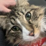 mustlovecats