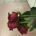 Rose_