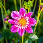 Alexminzflower