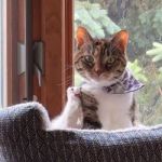 sillycat