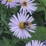 BeesinHoney