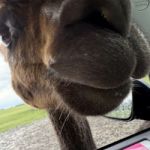 mooseknuckle