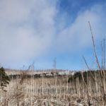 ldnf