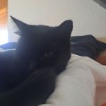 BlackCat666