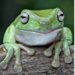 greentreefrog