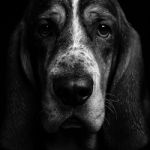 Gert53