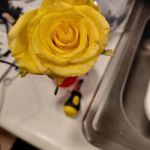 TRose