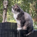 dizzycat