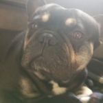 Albie