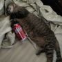 ICU812