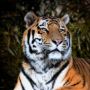 TigerLilly