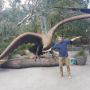soaring_eagle