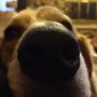 Pupcakes