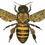 Bee Picton-Prater