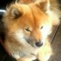 SunshinePup