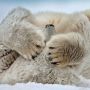 Polarbear69
