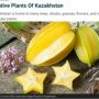 Starfruit