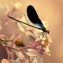 Dragonflylady1