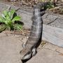 Reptile