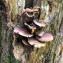 Naturefreak