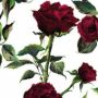 MatthiasLayne