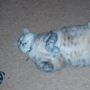 FelineJaye