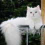 SFKitten