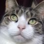 Comfortable_potato