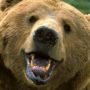 PapaBear5150