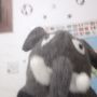 Shtuby
