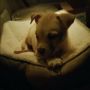 Adkins Jake